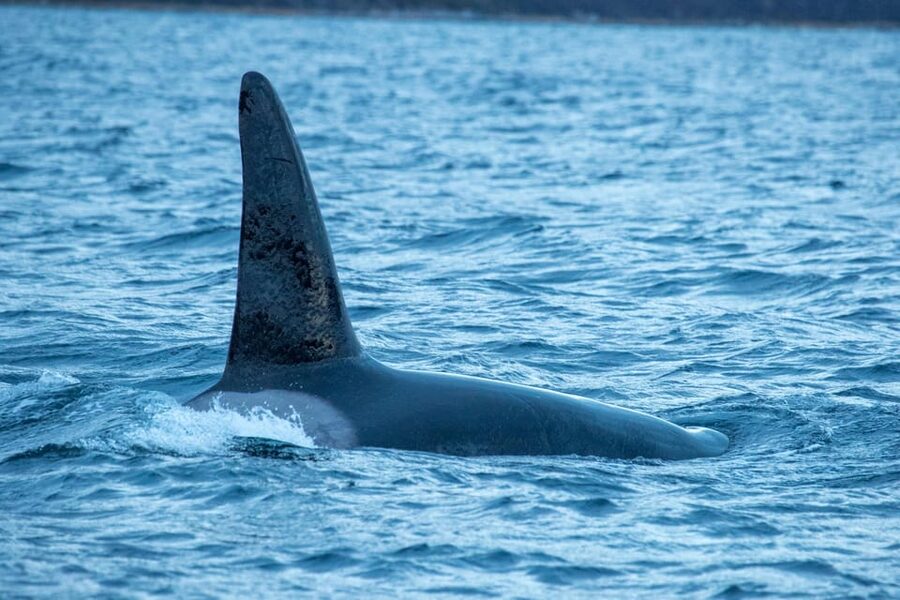 Whale Watching RIB Safari at Skjervøy - Guides, safety, and the feel of the operation