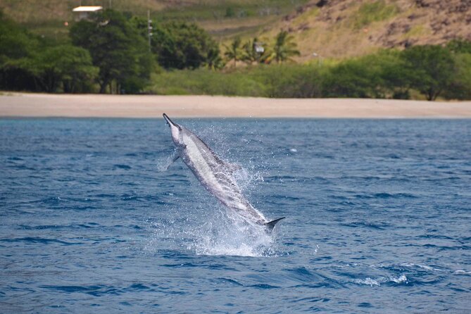 Wild Dolphin Watching and Snorkel Safari Off West Coast of Oahu - Snorkeling near turtles, fish, and reef habitat