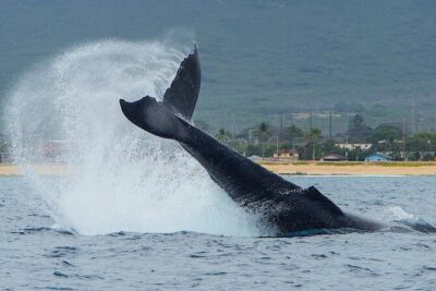 Wild Dolphin Watching and Snorkel Safari Off West Coast of Oahu