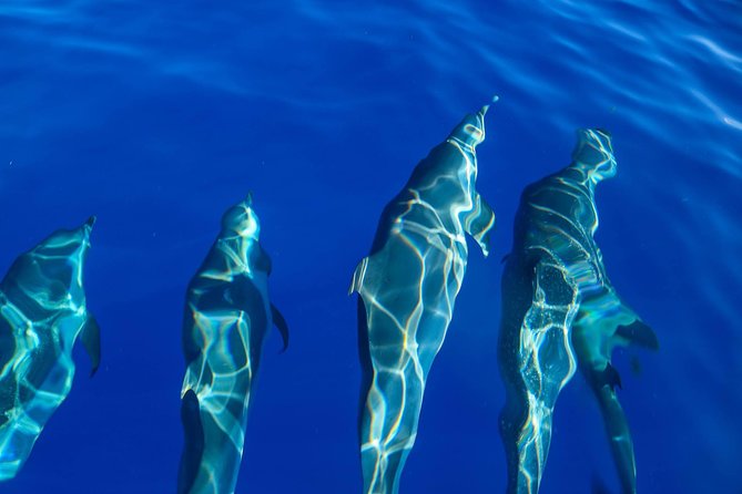 Wild Dolphin Watching and Snorkel Safari Off West Coast of Oahu - Lunch, drinks, and optional camera gear