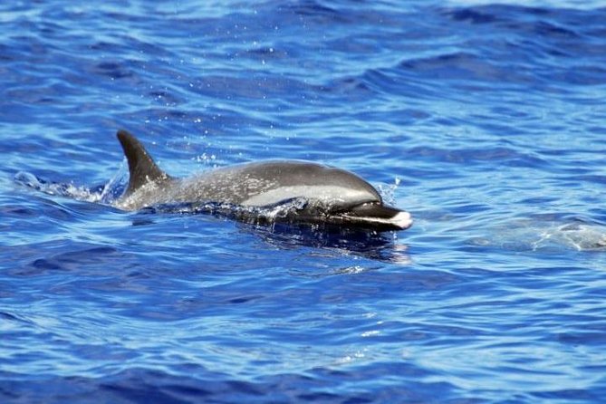 Wild Dolphin Watching and Snorkel Safari Off West Coast of Oahu - How much value do you get for $193.88?