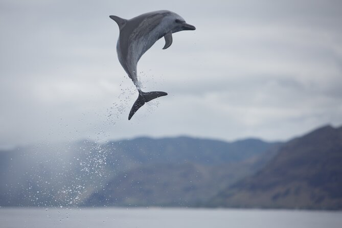 Wild Dolphin Watching and Snorkel Safari Off West Coast of Oahu - Who will enjoy this trip most?