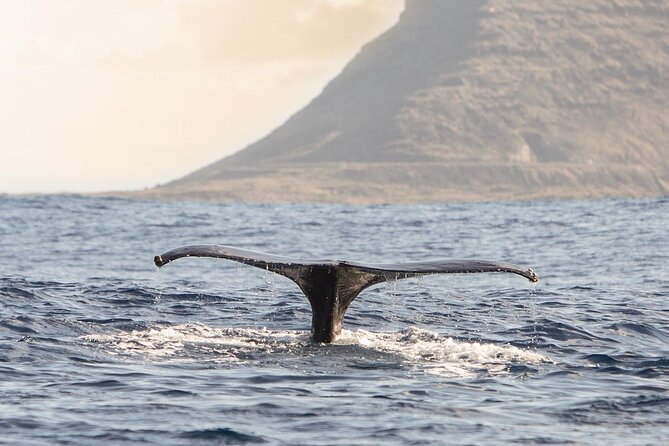 Wild Dolphin Watching and Snorkel Safari Off West Coast of Oahu - Booking, weather, and cancellation details