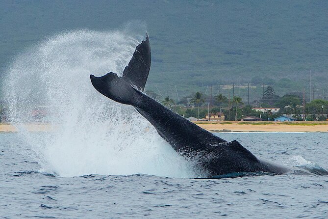 Wild Dolphin Watching and Snorkel Safari Off West Coast of Oahu - Searching for spinner dolphins along the coast