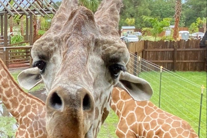 Wild Florida Drive-Thru Safari and Gator Park Admission - A self-drive safari instead of a crowded bus