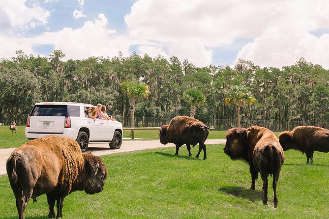 Wild Florida Drive-Thru Safari and Gator Park Admission - The alligator pond and Florida connection