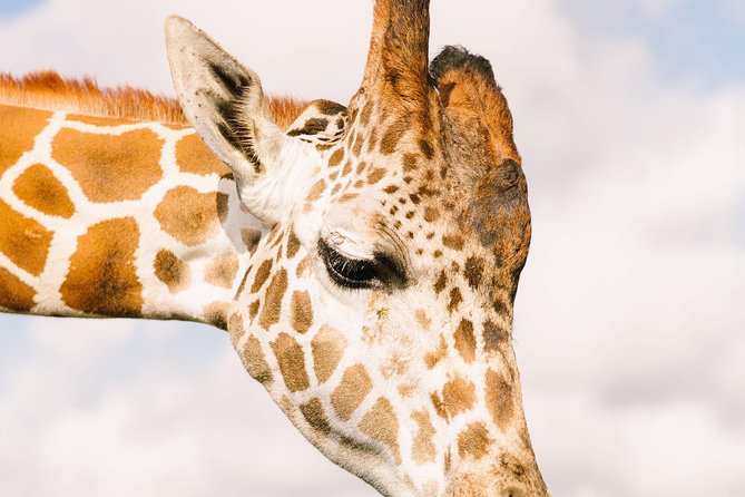 Wild Florida Drive-Thru Safari and Gator Park Admission - Giraffe feeding is the paid extra worth considering