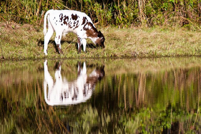 Wild Florida Drive-Thru Safari and Gator Park Admission - Is the $35 ticket good value?