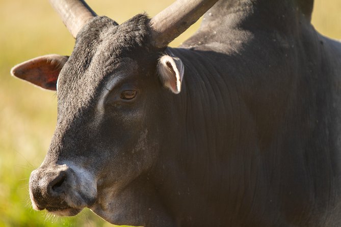 Wild Florida Drive-Thru Safari and Gator Park Admission - When to go and how to make the most of it