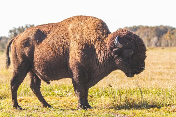 Wild Florida Drive-Thru Safari and Gator Park Admission - Who will enjoy Wild Florida most?