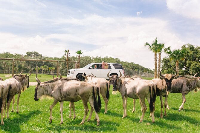 Wild Florida Drive-Thru Safari and Gator Park Admission - What you may see along the safari route