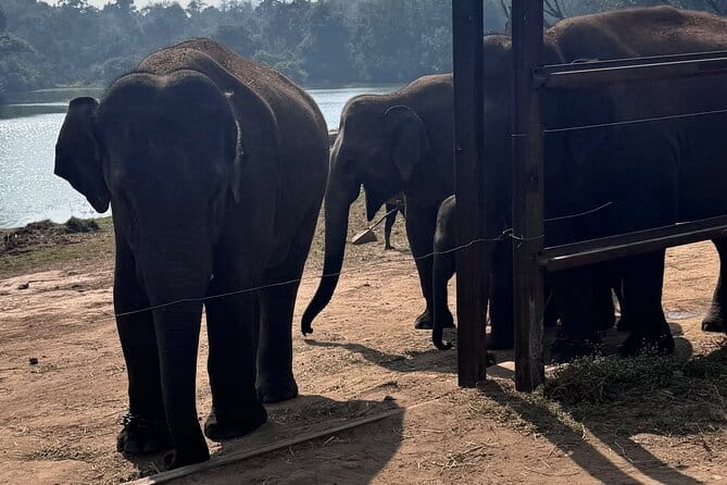 Wild Life Jeep Safari Tour at Bannerghatta with Private Transfer - Five things worth knowing before you book