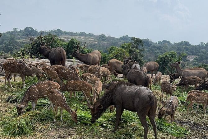 Wild Life Jeep Safari Tour at Bannerghatta with Private Transfer - The 50 to 60 minute jeep safari