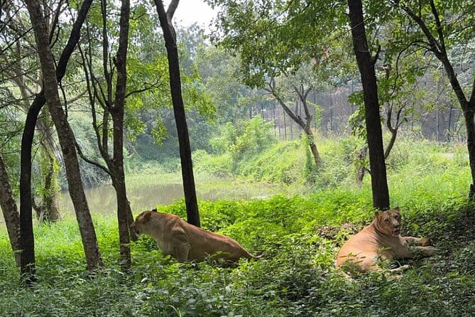 Wild Life Jeep Safari Tour at Bannerghatta with Private Transfer - The zoo and time after the safari