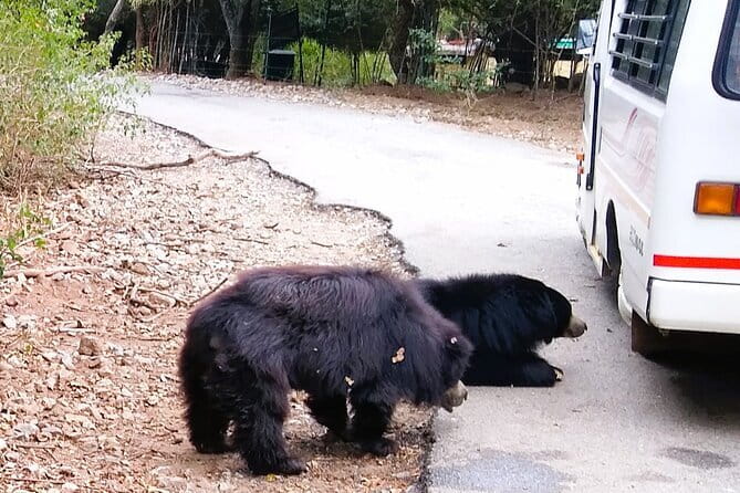 Wild Life Jeep Safari Tour at Bannerghatta with Private Transfer - Drivers, guides, and the human side of the tour