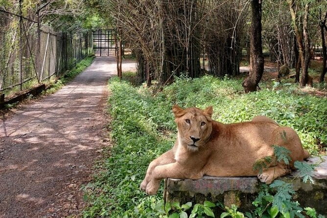 Wild Life Jeep Safari Tour at Bannerghatta with Private Transfer - Why the safari works for families