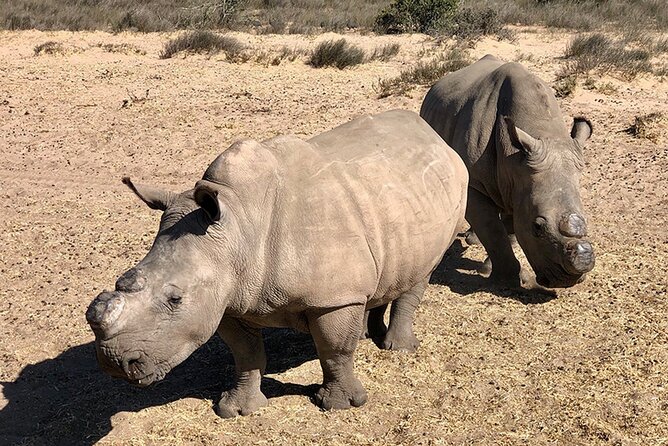 Wildlife Safari, Olive, Beer/Wine Tasting Day Tour from Cape Town - The morning drive from Cape Town to the West Coast