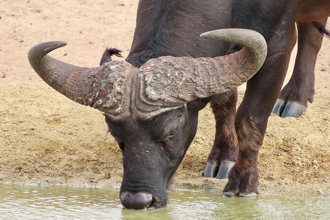 Wildlife Safari, Olive, Beer/Wine Tasting Day Tour from Cape Town - Buffelsfontein Game and Nature Reserve