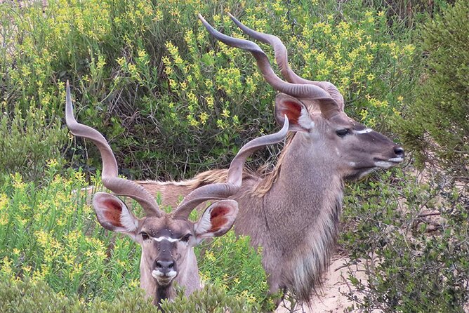 Wildlife Safari, Olive, Beer/Wine Tasting Day Tour from Cape Town - Darling Brew, lunch, and local craft beer
