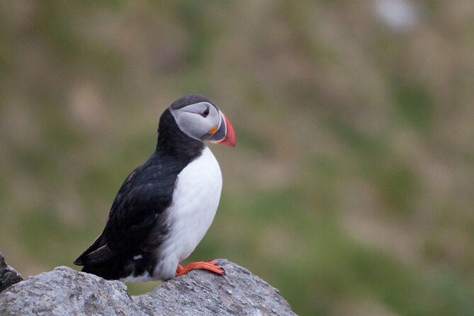 Wildlife Sea Safari in Alesund - Key points to know before booking