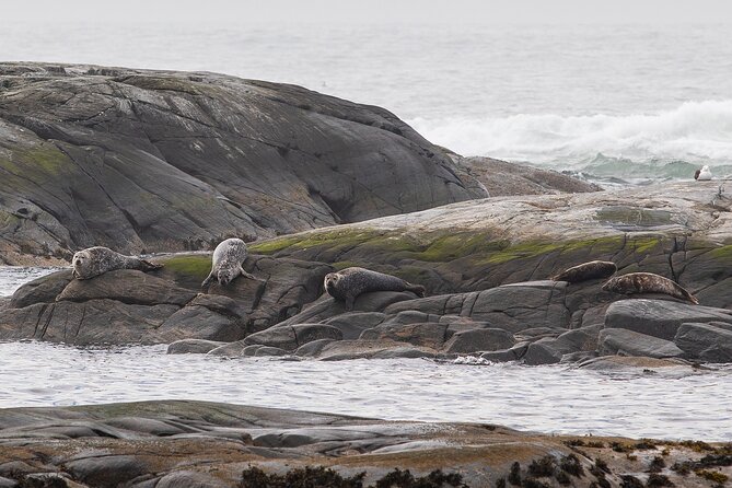 Wildlife Sea Safari in Alesund - Why Runde makes this Ålesund trip special