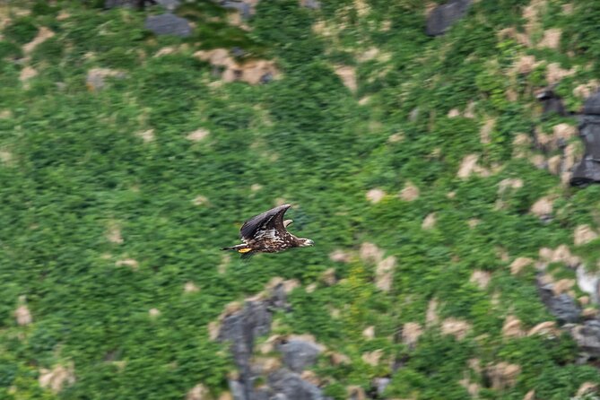 Wildlife Sea Safari in Alesund - What you might see during the season