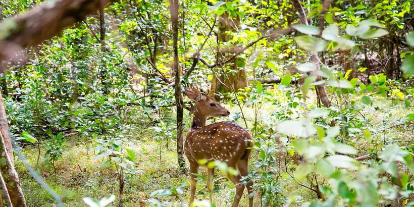 Wilpattu National Park Safari Tour from Colombo - Who Will Enjoy This Trip Most