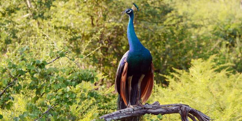 Wilpattu National Park Safari Tour from Colombo - The Four-Hour Road From Colombo