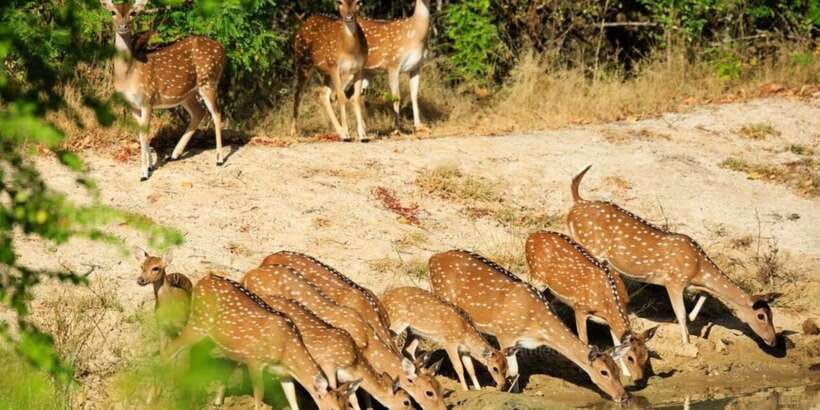Wilpattu National Park Safari Tour from Colombo - What You Might See in Three Hours