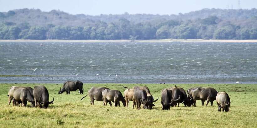 Wilpattu National Park Safari Tour from Colombo - The Return Journey to Colombo