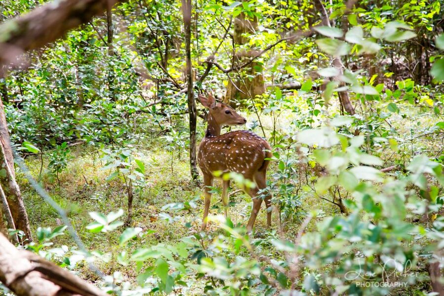 Wilpattu National Park Safari Tour from Colombo - Heat, Clothing, and Comfort