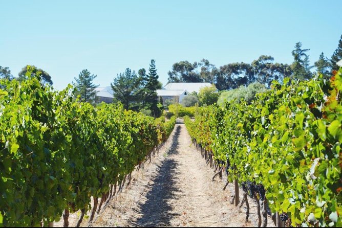 Wine Beer and Biltong Safari - Stellenbosch - Is the $105.62 price good value?