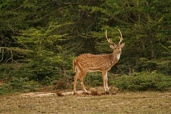 Yala 4h Jeep Safari: Guided Wildlife Experience (All Inclusive) - Picnic time and what the price includes