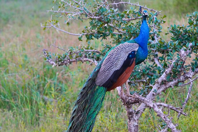 Yala 4h Jeep Safari: Guided Wildlife Experience (All Inclusive) - How to make the most of your safari day