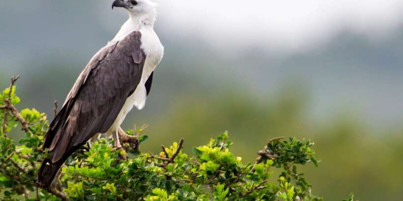 Yala National Park: Half, 7-Hour, or Full-Day Safari & Meals - FAQ