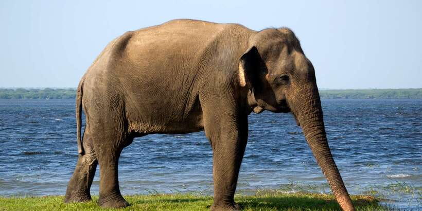 Yala National Park: Half, 7-Hour, or Full-Day Safari & Meals - Yala’s leopards set the agenda