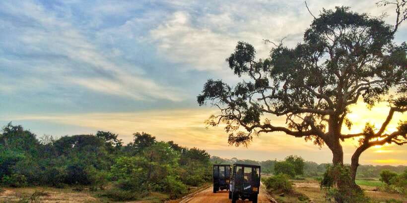 Yala National Park: Half, 7-Hour, or Full-Day Safari & Meals - From hotel pickup to the park gate