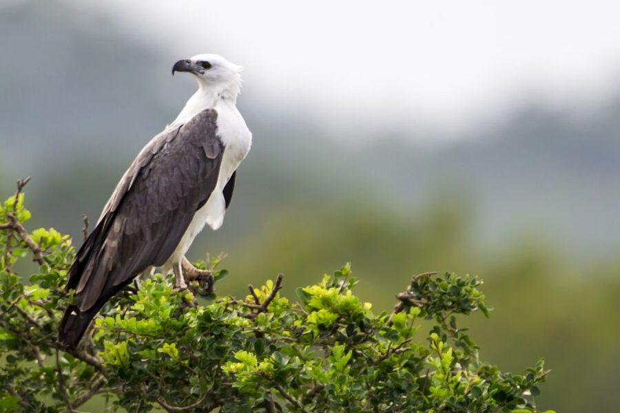 Yala National Park: Half, 7-Hour, or Full-Day Safari & Meals - Five hours of tracks, waterholes, and open country