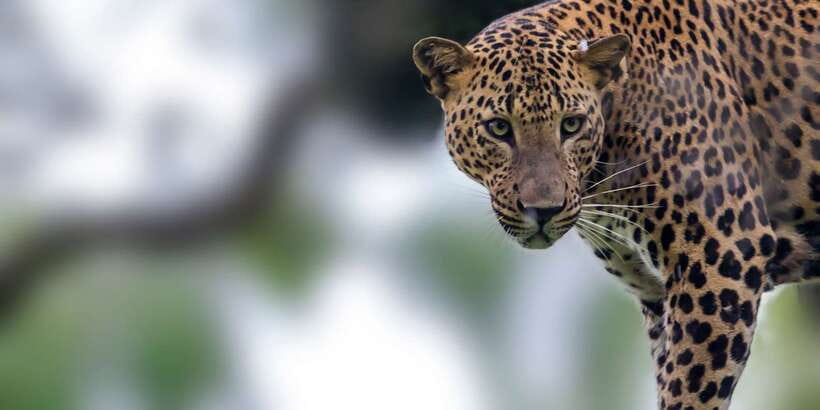 Yala National Park: Half, 7-Hour, or Full-Day Safari & Meals - The real cost and overall value