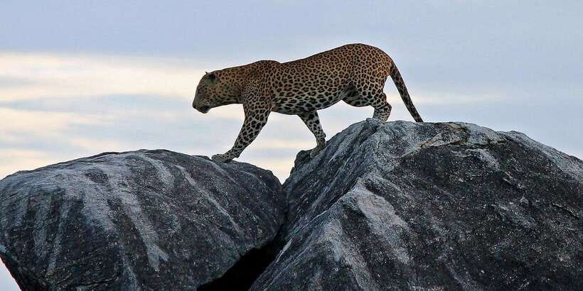 Yala National Park: Half, 7-Hour, or Full-Day Safari & Meals - Who should book this Yala safari?