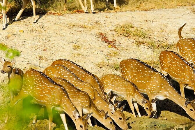 Yala National Park Private Jeep Safari From Colombo & Negombo - The long road from Colombo or Negombo