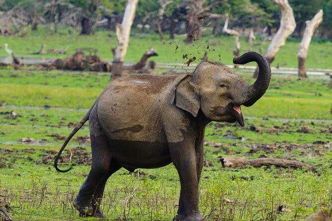 Yala National Park Private Jeep Safari From Colombo & Negombo - Tissamaharama is the practical break point