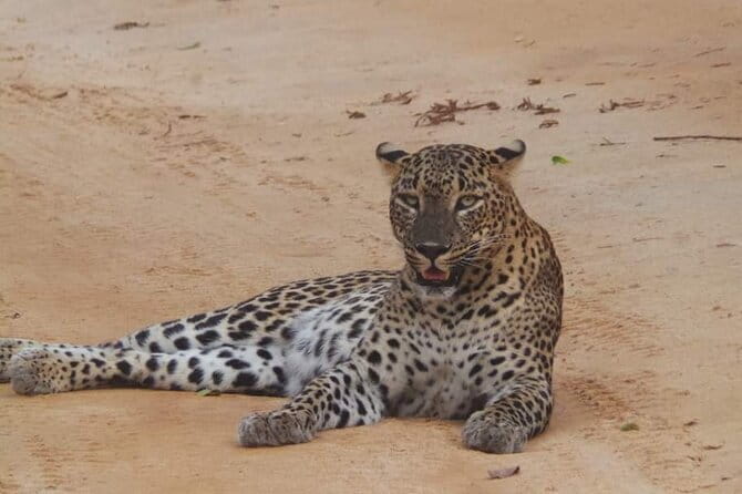 Yala National Park Safari Tour From Hambantota port - Why the driver matters more than the jeep