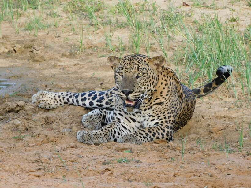 Yala National Park Safari Tours : Half Day & Full Day - Why Yala is worth the early alarm