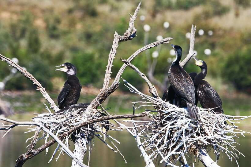 Yala National Park Safari Tours : Half Day & Full Day - At the park entrance and ticket counter