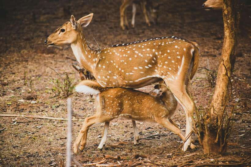 Yala National Park Safari Tours : Half Day & Full Day - What the 4WD game drive feels like