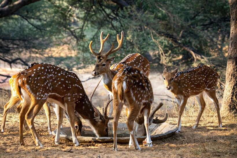 Yala National Park Safari Tours : Half Day & Full Day - Breakfast, lunch, water, and binoculars