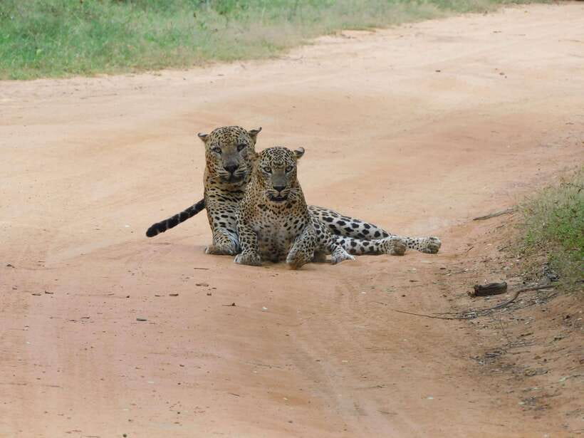 Yala National Park Safari Tours : Half Day & Full Day - Crowds, driving, and the less polished bits