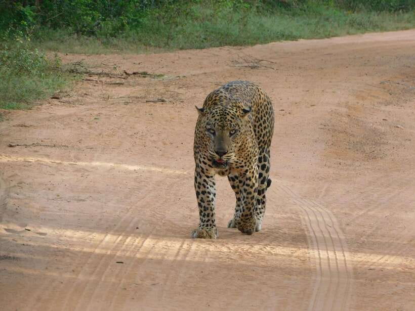 Yala National Park Safari Tours: Morning/Evening/Full Day - Three ways to see Yala National Park