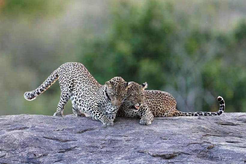 Yala National Park Safari Tours: Morning/Evening/Full Day - Morning safari: seven hours with breakfast
